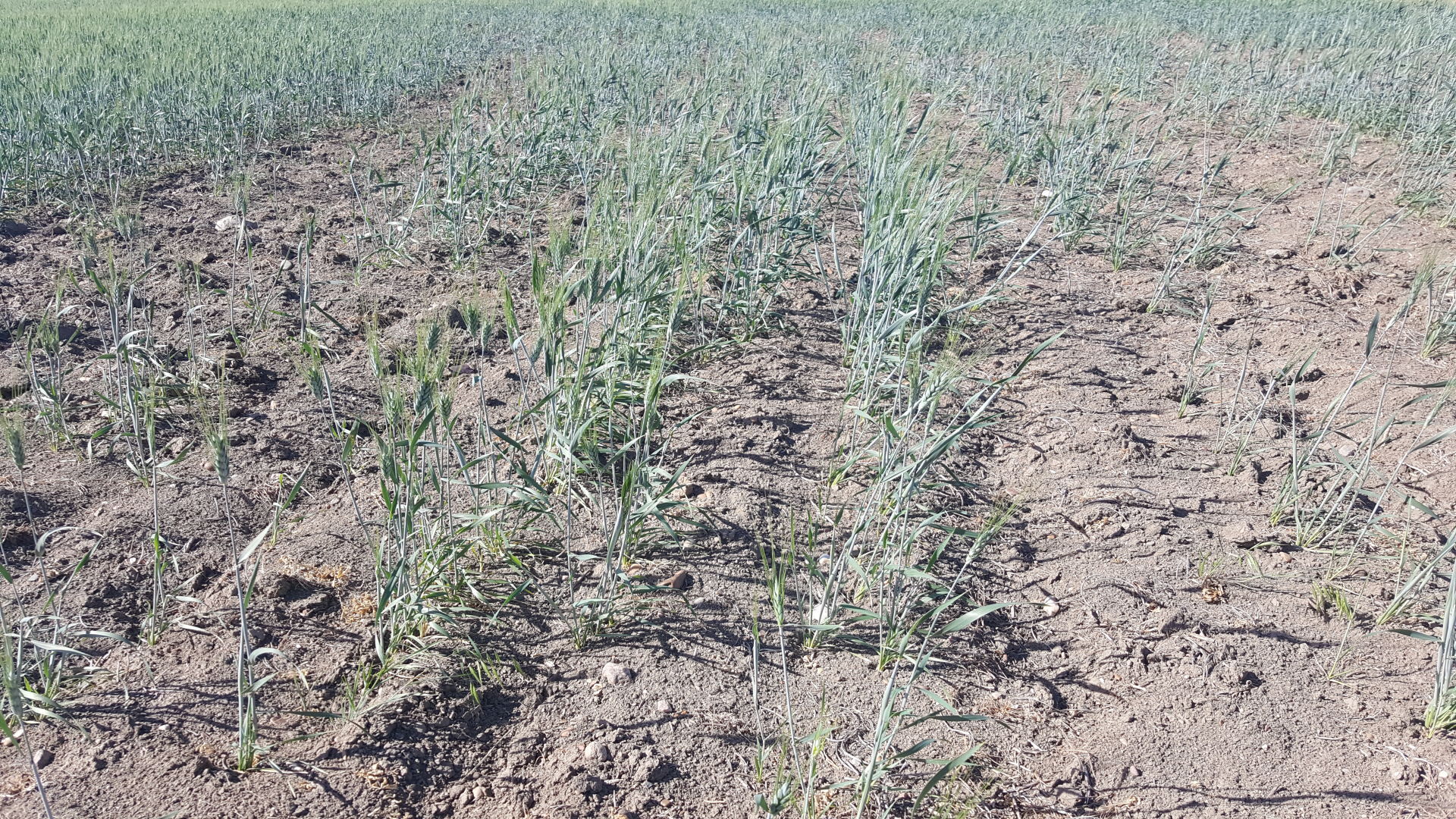 Northeast Montana Drought